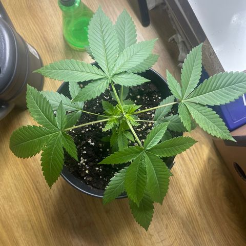 HERBERT! growlog photo: Still skinny branches but it’s okay the indoors will sadly take more time to grow💆🏾‍♂️…