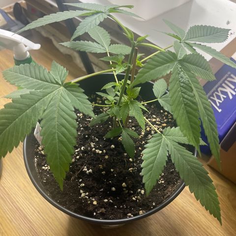 HERBERT! growlog photo: Still skinny branches but it’s okay the indoors will sadly take more time to grow💆🏾‍♂️…