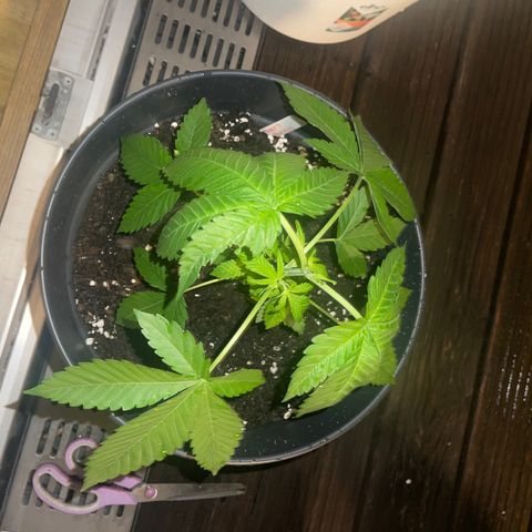 SHERBERT! growlog photo: The branches looking stronger and healthier than these from my inside plant! Sun is my partner RN! 😂💖🌞☀️
