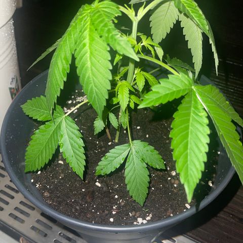SHERBERT! growlog photo: The branches looking stronger and healthier than these from my inside plant! Sun is my partner RN! 😂💖🌞☀️