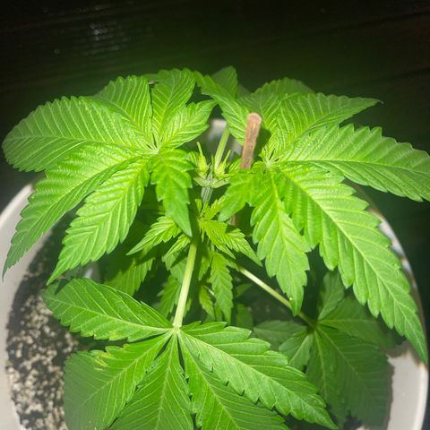 G.I. JOE growlog photo: taking care of this run 😎🏃‍♂️
