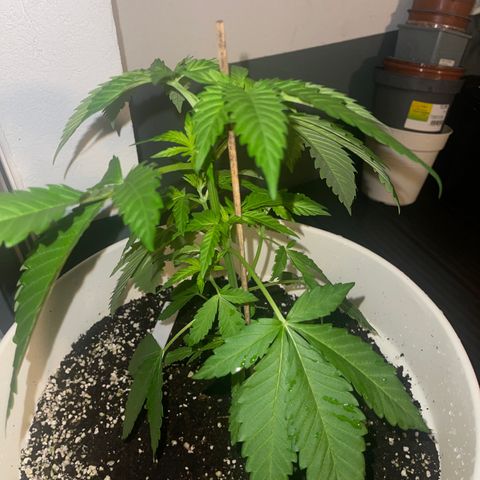 G.I. JOE growlog photo: taking care of this run 😎🏃‍♂️