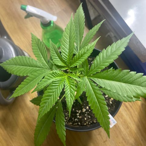 CÉSAR! growlog photo: Still skinny tho 💆🏾‍♂️💆🏾‍♂️🙃