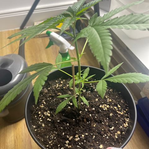 CÉSAR! growlog photo: Still skinny tho 💆🏾‍♂️💆🏾‍♂️🙃