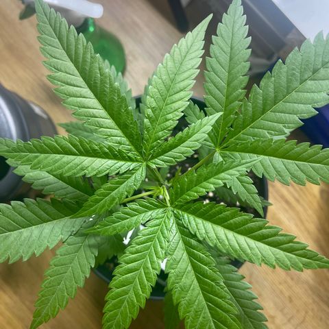 ATHUR! growlog photo: Look at me bish 😎