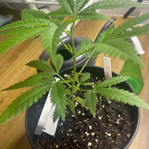 ATHUR! growlog photo: Look at me bish 😎
