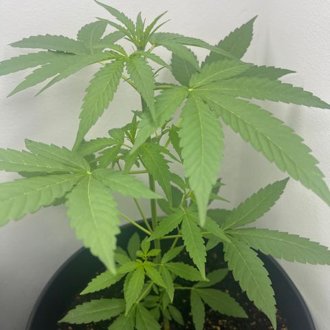 BBSIMON! growlog photo: So you can clearly see the white hairs on top of the crown I’m pretty impressed on how fast this is going and i need to get in action ! 🤩👨🏾‍🍼 
