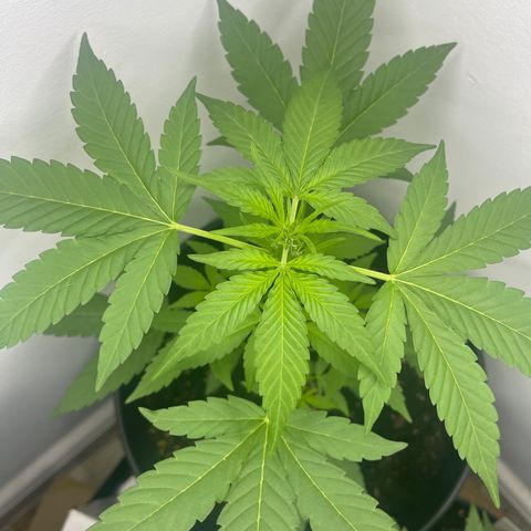 BBSIMON! growlog photo: So you can clearly see the white hairs on top of the crown I’m pretty impressed on how fast this is going and i need to get in action ! 🤩👨🏾‍🍼 
