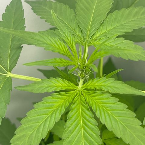 BBSIMON! growlog photo: So you can clearly see the white hairs on top of the crown I’m pretty impressed on how fast this is going and i need to get in action ! 🤩👨🏾‍🍼 
