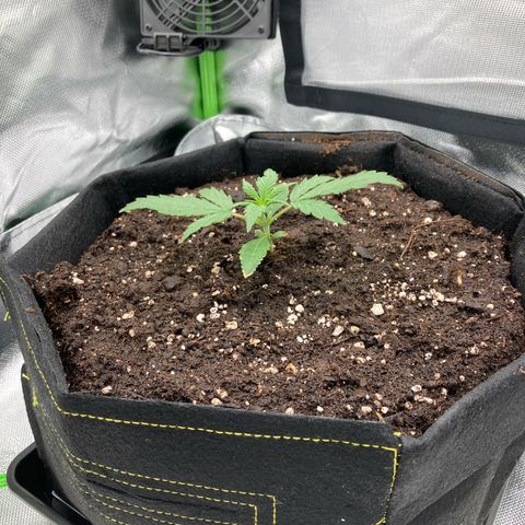 Amelia Earhart growlog timeline photo