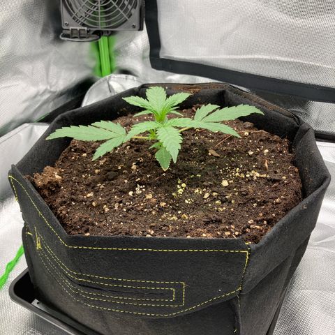 Amelia Earhart growlog timeline photo