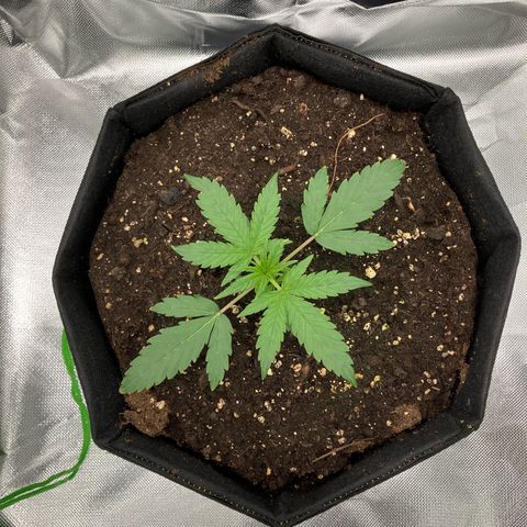 Amelia Earhart growlog timeline photo