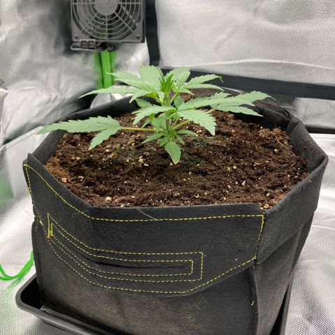 Amelia Earhart growlog timeline photo