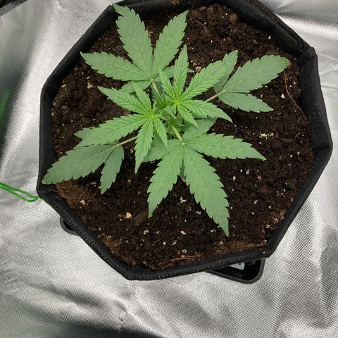 Amelia Earhart growlog timeline photo