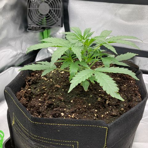 Amelia Earhart growlog timeline photo