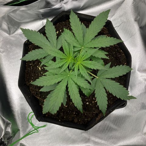 Amelia Earhart growlog timeline photo