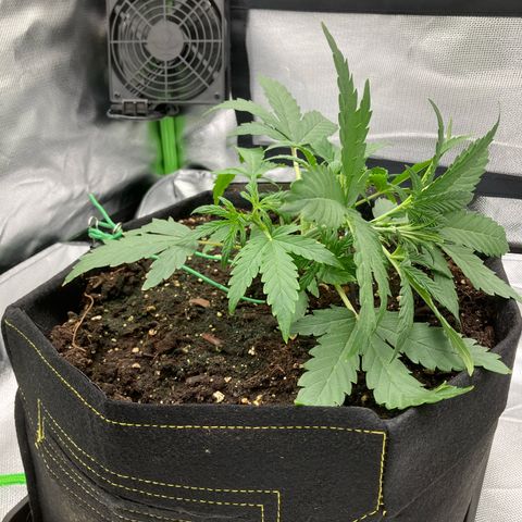 Amelia Earhart growlog photo: First LST ever!