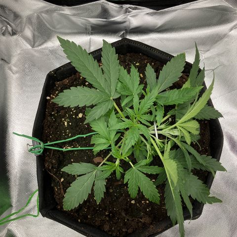 Amelia Earhart growlog photo: First LST ever!