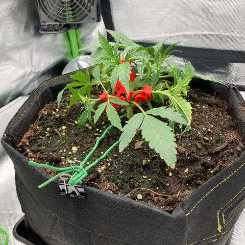 Amelia Earhart growlog timeline photo