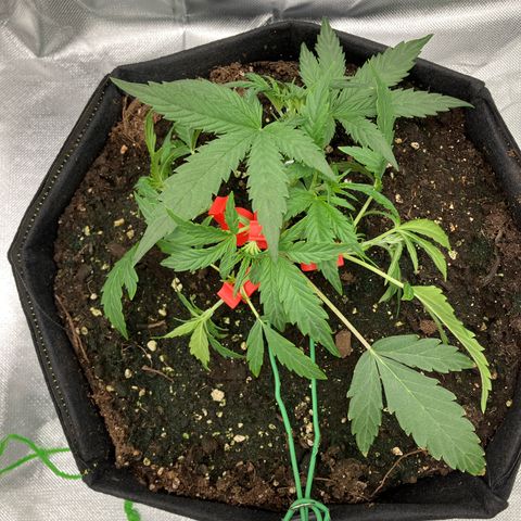 Amelia Earhart growlog timeline photo
