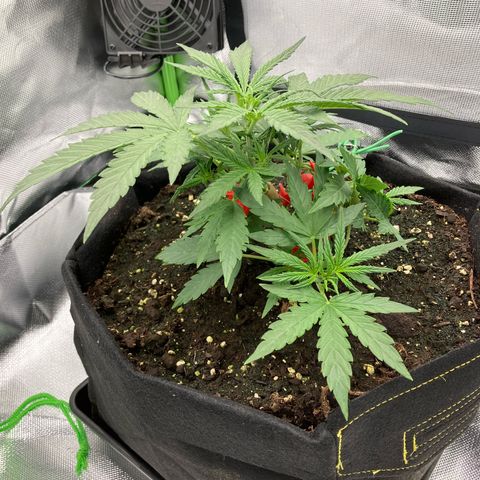 Amelia Earhart growlog timeline photo
