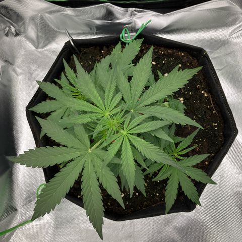 Amelia Earhart growlog timeline photo