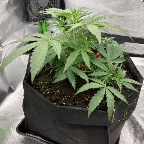 Amelia Earhart growlog timeline photo