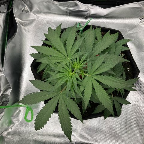 Amelia Earhart growlog timeline photo