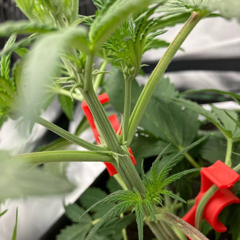 Amelia Earhart growlog photo: Pre-Flowering started… looks like a female!