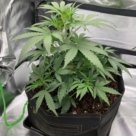 Amelia Earhart growlog timeline photo