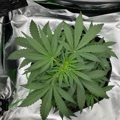 Amelia Earhart growlog timeline photo