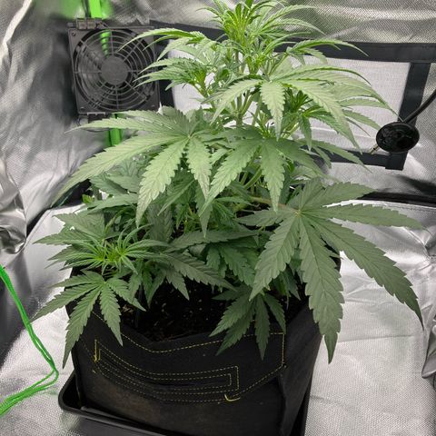 Amelia Earhart growlog timeline photo