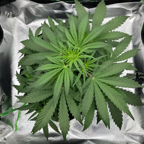 Amelia Earhart growlog timeline photo