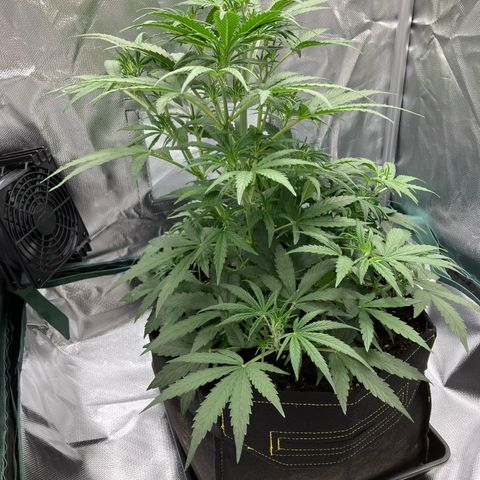Amelia Earhart growlog timeline photo