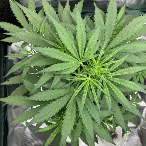 Amelia Earhart growlog timeline photo