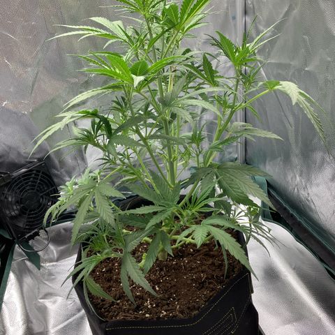 Amelia Earhart growlog timeline photo