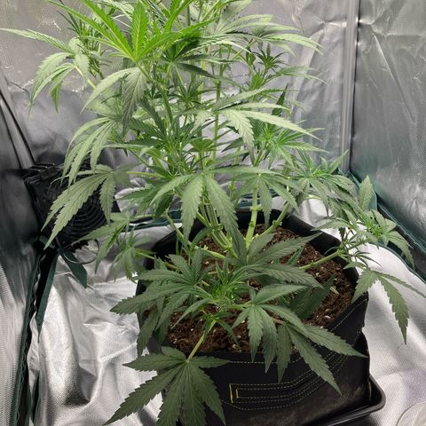 Amelia Earhart growlog timeline photo