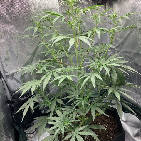 Amelia Earhart growlog timeline photo
