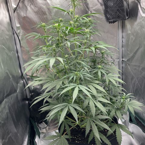 Amelia Earhart growlog timeline photo