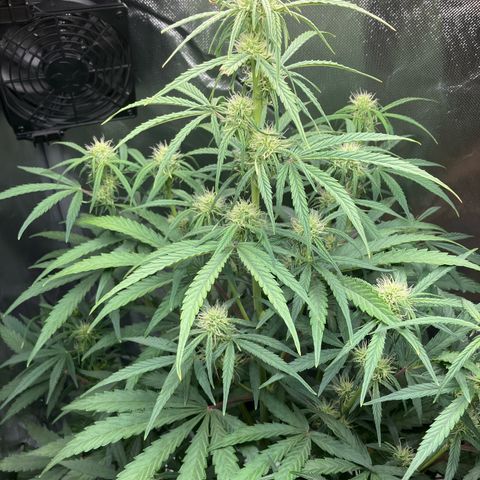 Amelia Earhart growlog timeline photo