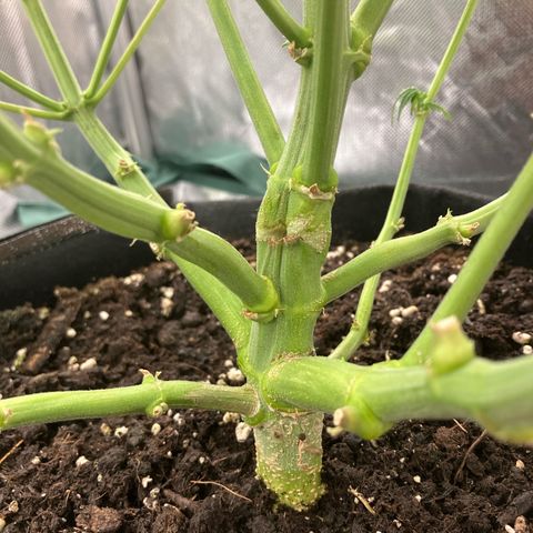 Amelia Earhart growlog timeline photo