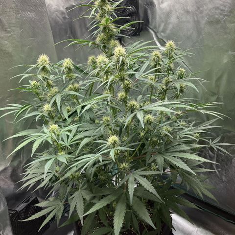 Amelia Earhart growlog timeline photo