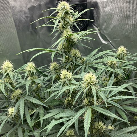 Amelia Earhart growlog timeline photo
