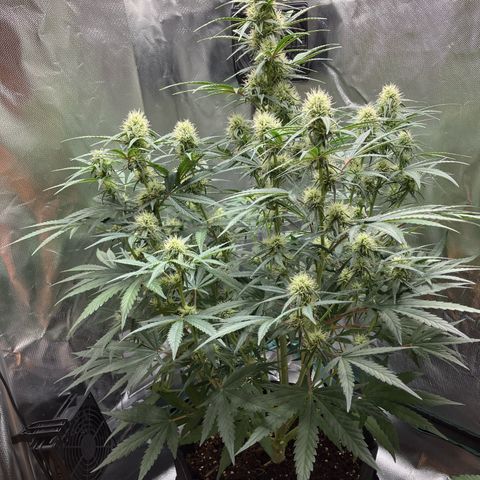Amelia Earhart growlog timeline photo