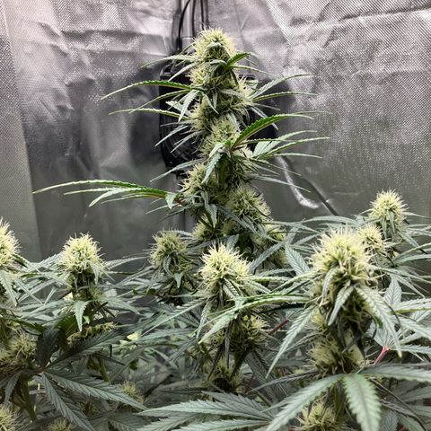 Amelia Earhart growlog timeline photo