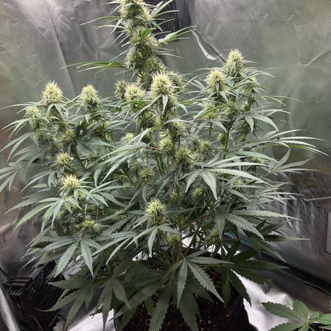 Amelia Earhart growlog timeline photo