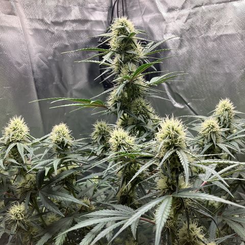 Amelia Earhart growlog timeline photo