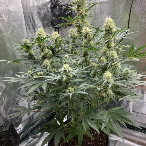 Amelia Earhart growlog timeline photo