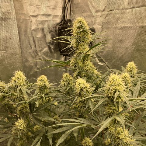 Amelia Earhart growlog timeline photo