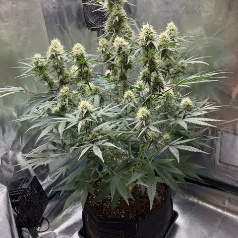 Amelia Earhart growlog timeline photo